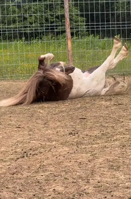 Shetlandhengst