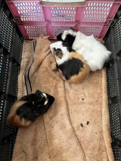 Meerschweinchen