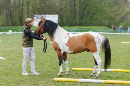Hengst L-Karat, einzigartiger Pelz-Tobiano, homozygot