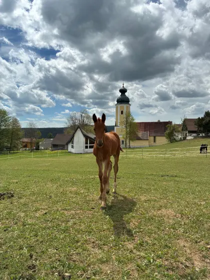 Zukünftiges Damenpferd