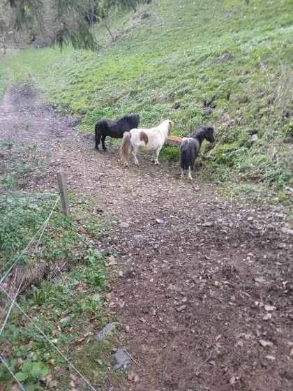 Ponystute