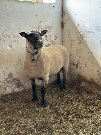 Shropshire-Bock