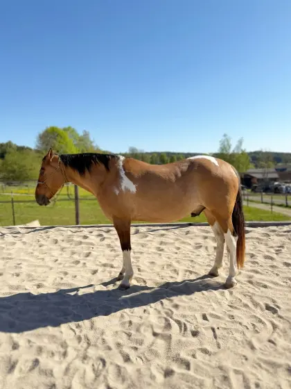 Paint Horse Wallach