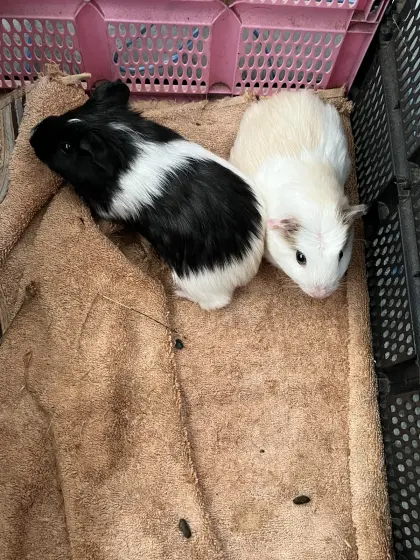 Meerschweinchen