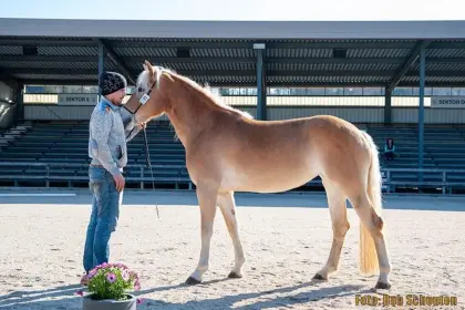 Haflinger-Stute