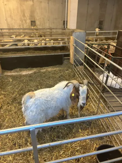 Burenziegenbock