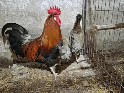 Altsteirer, La Fleche, Bantam