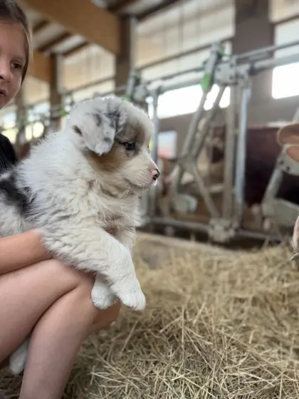 Australian Shepherd Welpen