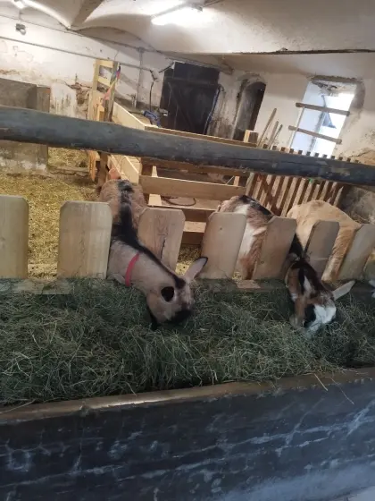 Ziegen, Milchziegen