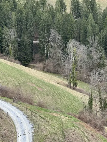 9 ha Weide für Mutterkuhhaltung in 8.593 Graden