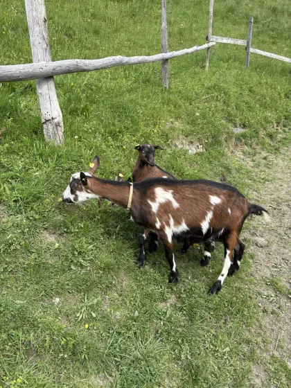 Bio-Ziege