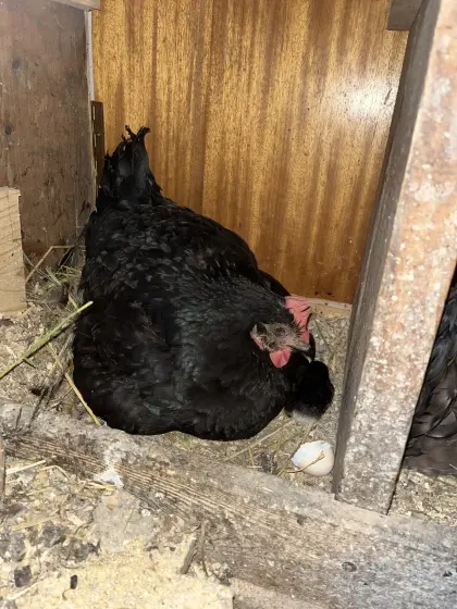 Henne mit Küken