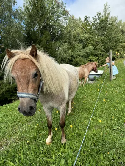 Mini-Shetland-Pony-Stute