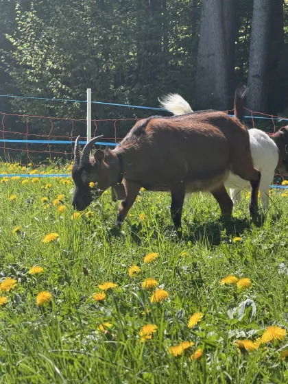 Gemsfarbige Ziege