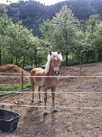 Haflinger Wallach