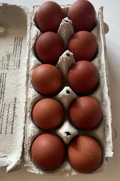 Bruteier Marans, Bielefelder Mischling