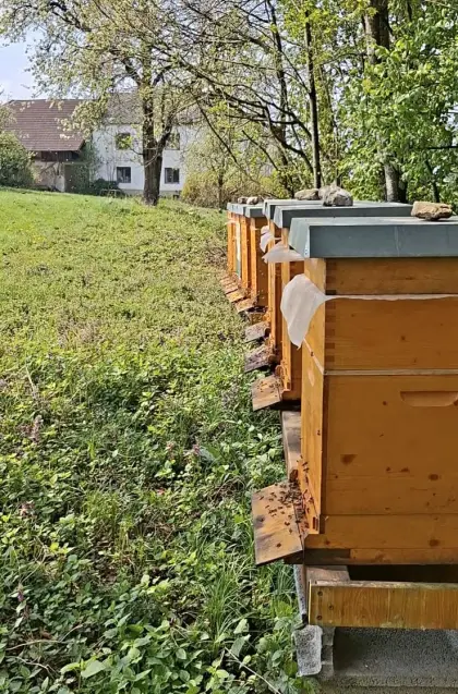 Bio-Bienenvölker Zander Jumbo