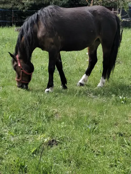 Reitpony-Stute