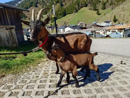 Pinzgauer Ziege mit Kitz