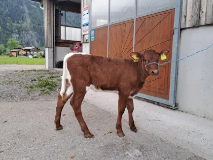 Pinzgauer Kalb