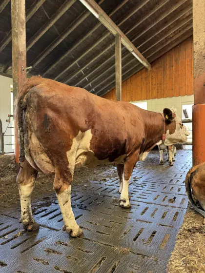 Fleckviehzuchtkuh aus dem Betrieb Moitzi in Obdach