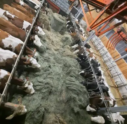 Ausmelkkühe
