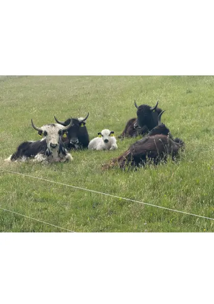 Yak-Herde zu verkaufen