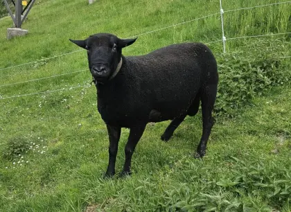 Jura-Widder, mit Papieren, 1b, zu verkaufen