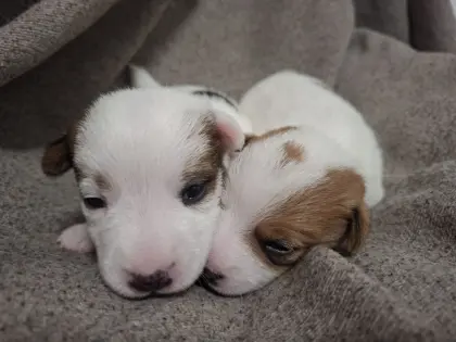 Jack Russell Terrier Welpen FCI/ÖKV Zucht