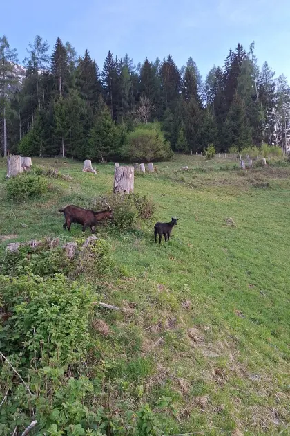 Pinzgauer Ziege mit Bockkitz