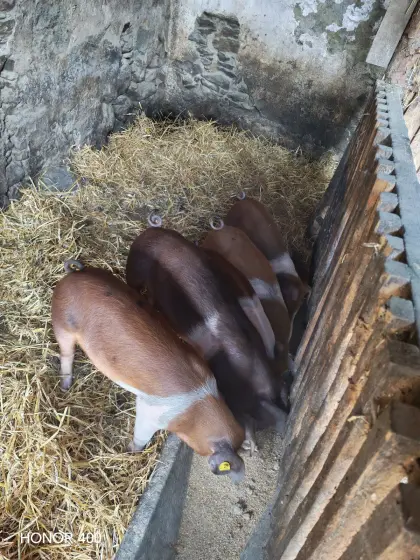Duroc-Ferkel