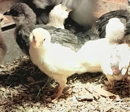 Zwerg Araucana