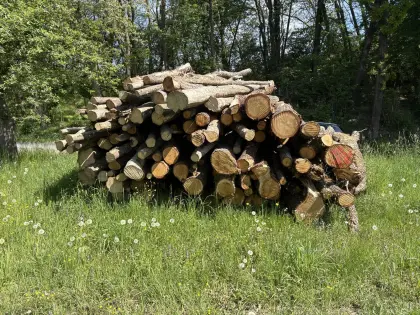 Brennholz Eiche und Buche