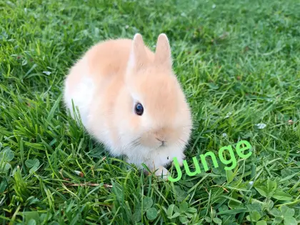 Zwergkaninchen