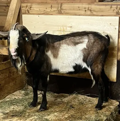 Tauernscheckenbock HB