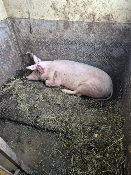 Bio-Schwein