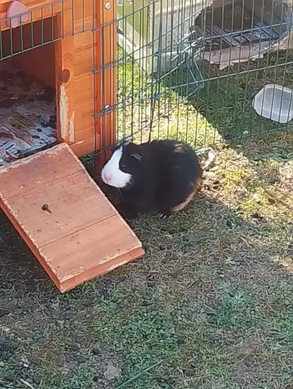 Meerschweinchen-Weibchen