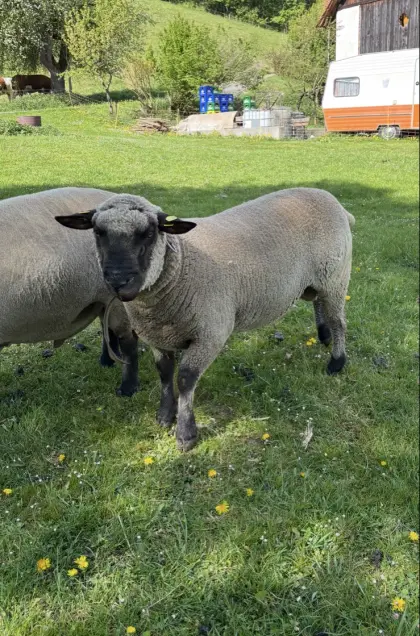 Shropshire Zuchtwidder und Jungwidder