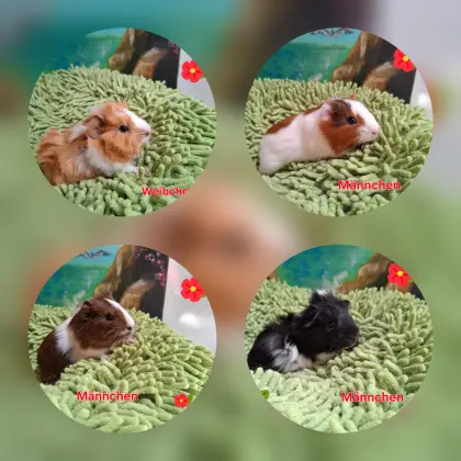 Süße Meerschweinchen! Glatthaar, Rosetten, Lunkarya!!