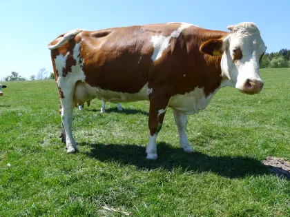Bio-Fleckvieh-Milchkuh, hochträchtig