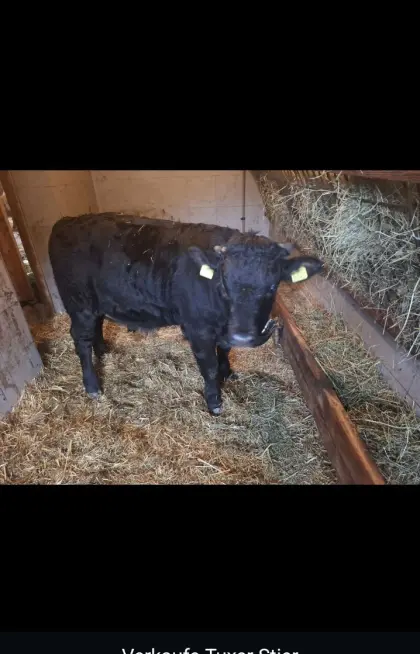 Tuxerstier