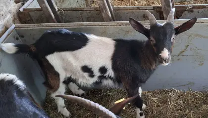 TS Ziegenbock