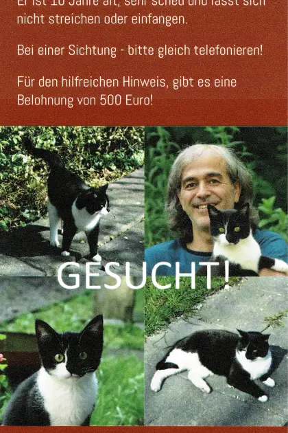 SUCHE: Finderlohn für entlaufenen Kater in Dornbirn