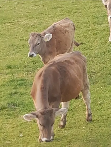 Trächtige Bio-Braunvieh-Kalbinnen