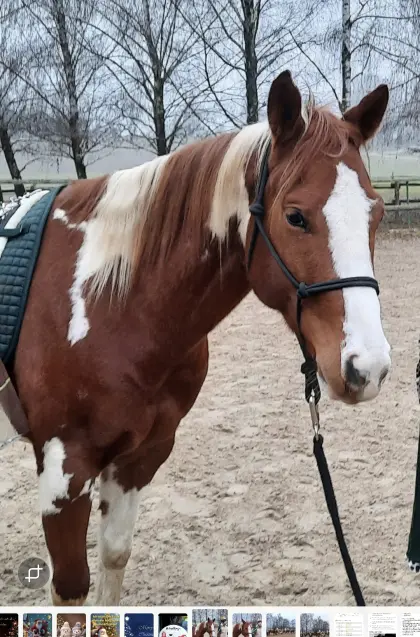 Pferd
