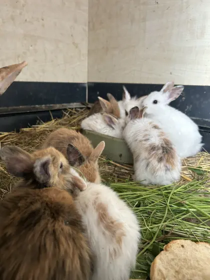 Zwergkaninchen zu verkaufen