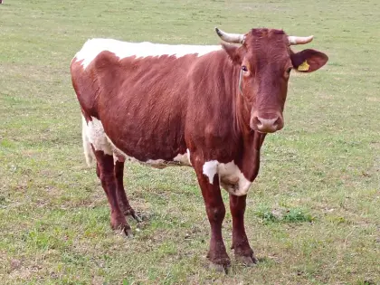 Bio Pinzgauer Mutterkuh mit Kuhkalb