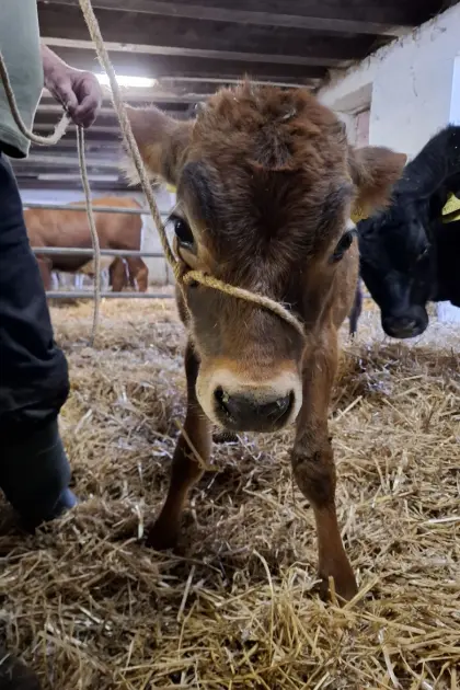 Jersey-Stierkalb