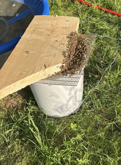 Bienenschwarm