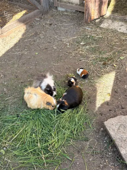 Meerschweinchen-Junge